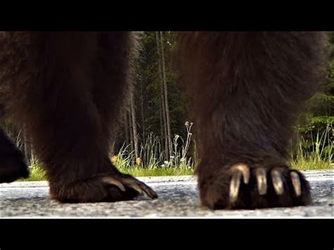 Roar and Rally: The Griz Bear Mascot's Role in Inspiring the Crowd